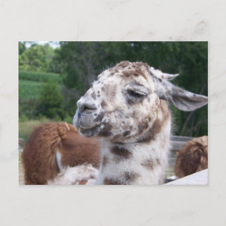 Postal de la llama