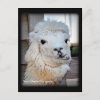 Postal de la llama
