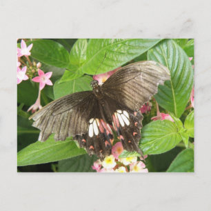 Postal de la macro de mariposa de cola cruda de es