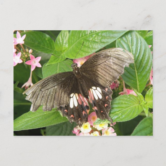 Postal de la macro de mariposa de cola cruda de es (Anverso)