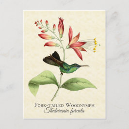 Postal de la madera de la horquilla Nymph Hummingb