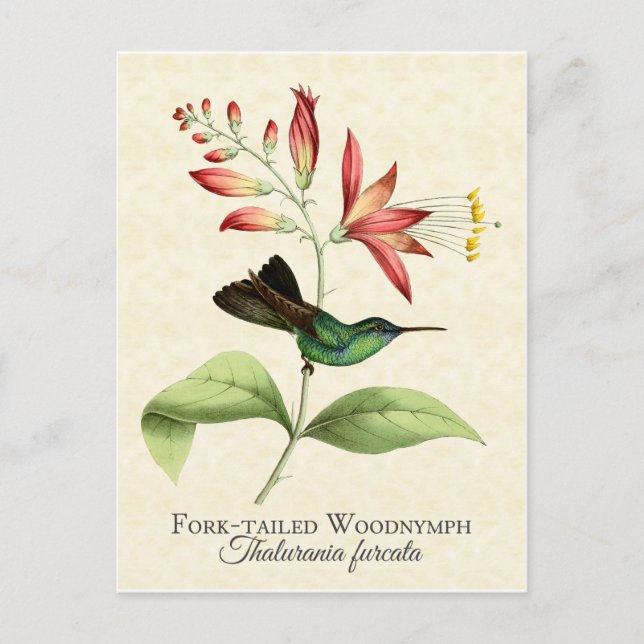 Postal de la madera de la horquilla Nymph Hummingb (Anverso)