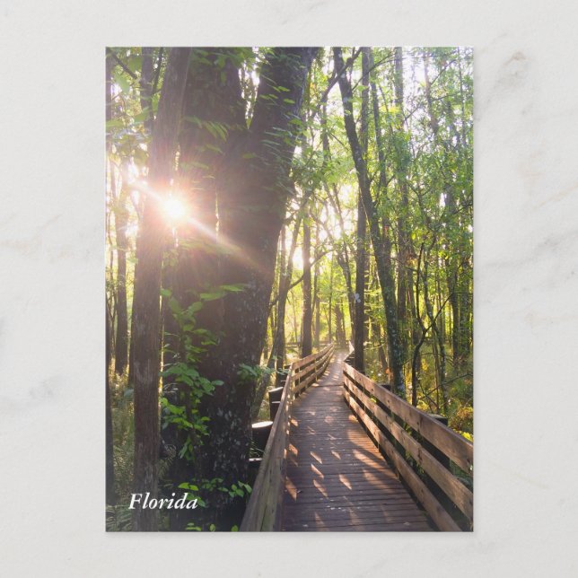 postal de la mañana del amanecer en Florida (Anverso)