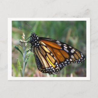 Postal de la mariposa