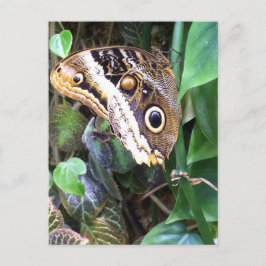 Postal de la mariposa