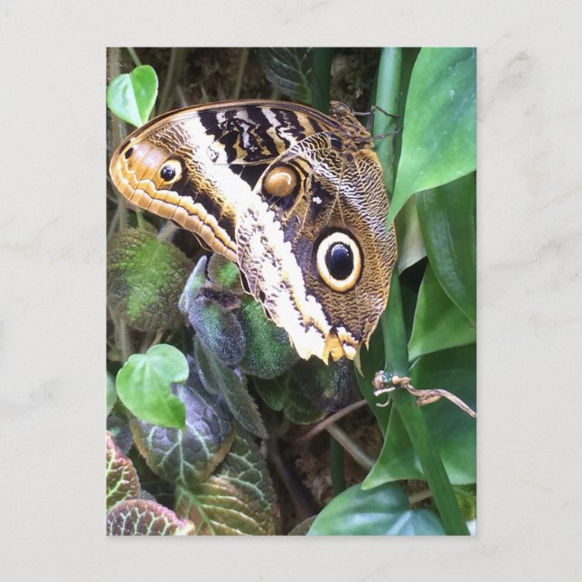 Postal de la mariposa (Anverso)