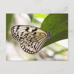 postal de la mariposa de la cometa de papel