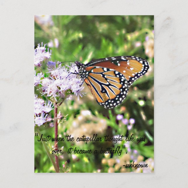 Postal de la mariposa de monarca (Anverso)