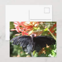 Postal de la mariposa del zoológico de St. Louis
