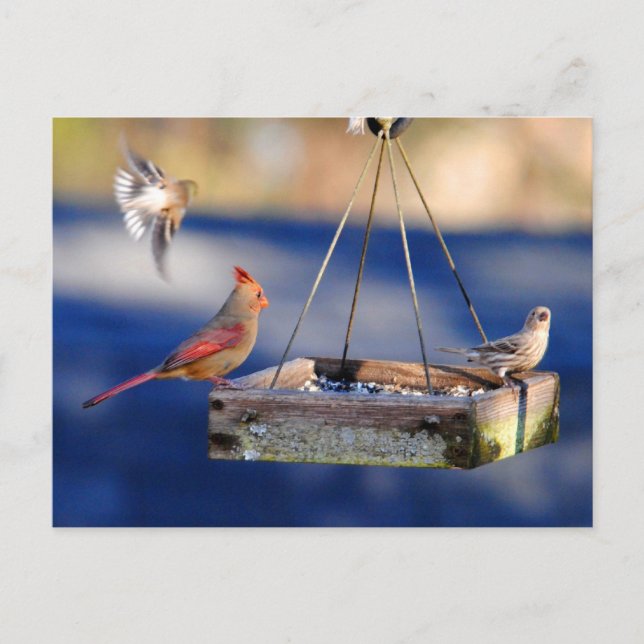 Postal de la mesa de desayuno (pájaros) (Anverso)