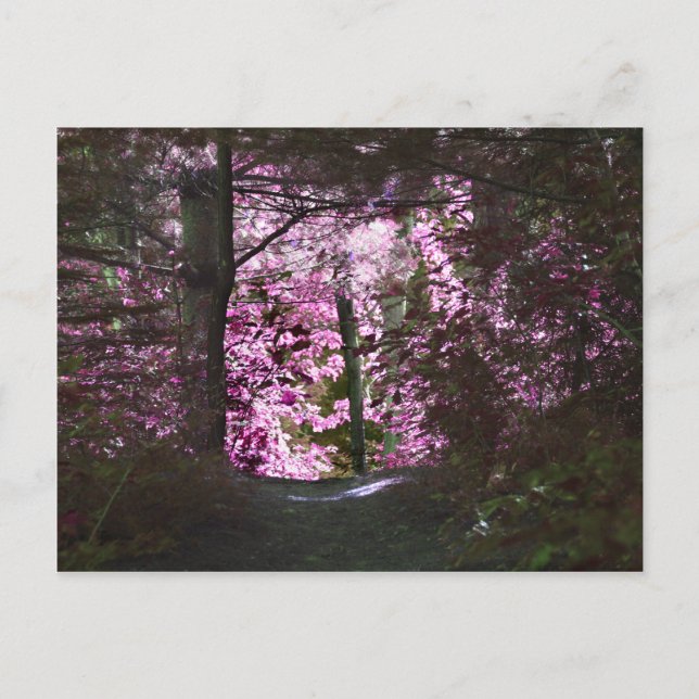 Postal de la naturaleza de la luz sobre el camino (Anverso)