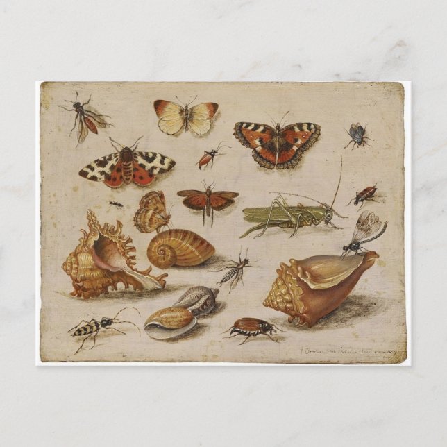 Postal de la naturaleza del vintage (Anverso)