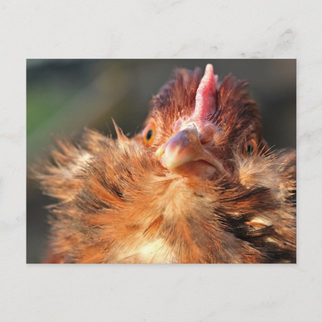 Postal de la noche de Sun Derperella (Anverso)