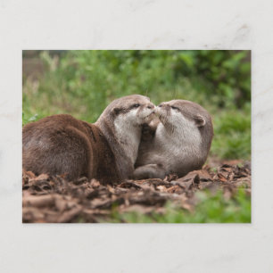 Postal de la nutria