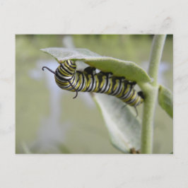 Postal de la oruga de la mariposa de la cola de la