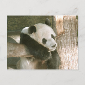 Postal de la panda gigante