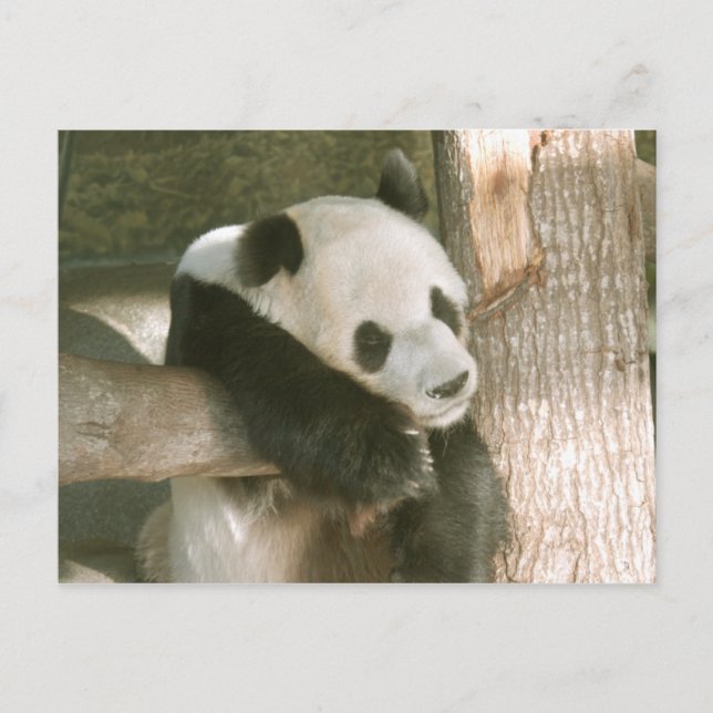 Postal de la panda gigante (Anverso)