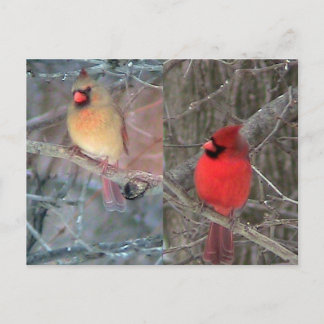 postal de la Pareja Cardinal