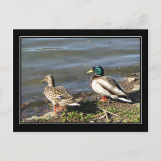 postal de la pareja de pato Mallard