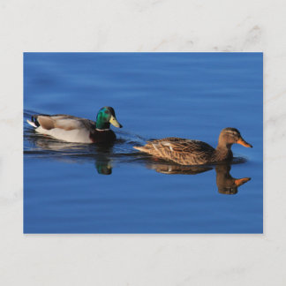 Postal de la pareja del pato