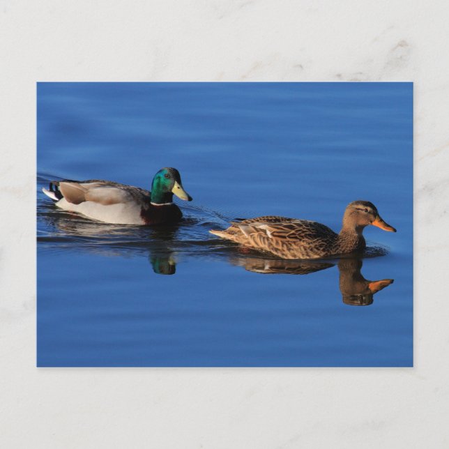 Postal de la pareja del pato (Anverso)