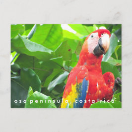 Postal de la Península de Osa Scarlet Macaw Costa 