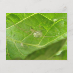 Postal de la pequeña araña