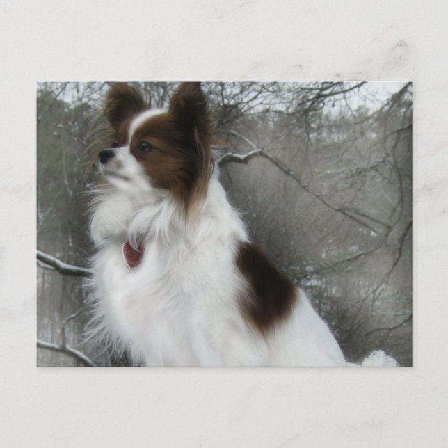 Postal de la perrera del héroe del beso de Hershey (Anverso)