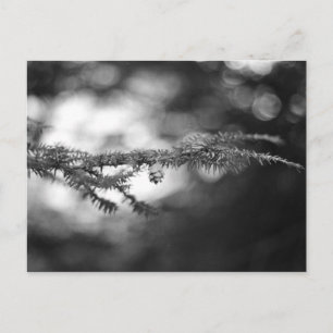 Postal de la Pinecone de la Esperanza Primavera