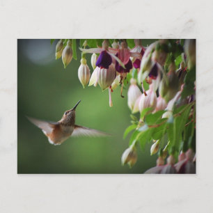 Postal De La Planta De Flores Hummingbird Y Fushia