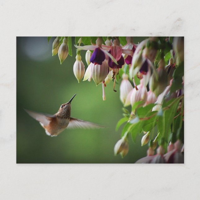 Postal De La Planta De Flores Hummingbird Y Fushia (Anverso)