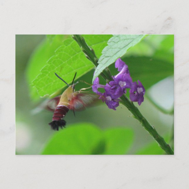 Postal de la polilla de borrado (Anverso)