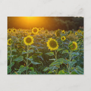 Postal de la puesta de sol en el campo de girasole
