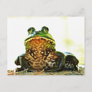 Postal de la Rana Bullfrog americana
