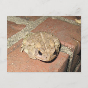 Postal de la rana del sapo