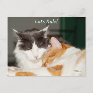 Postal de la regla de los gatos