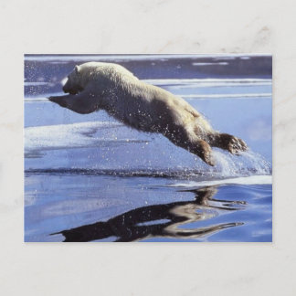 Postal de la serie #13 de la fauna del oso polar