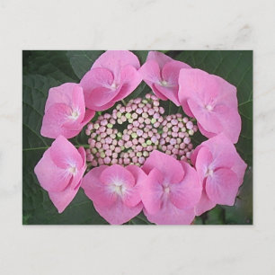 Postal de la tapa de encaje rosa Hydrangea