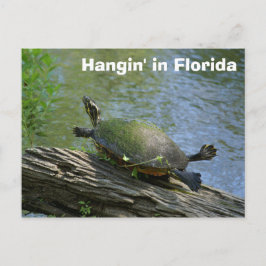 postal de la tortuga de Florida