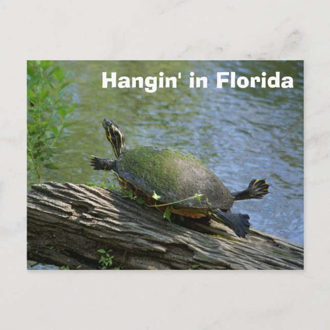 postal de la tortuga de Florida (Anverso)