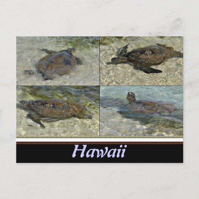 Postal de la tortuga del mar de Hawái (Anverso)