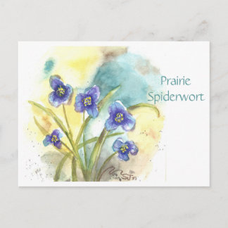Postal de la Tradescantia de la pradera