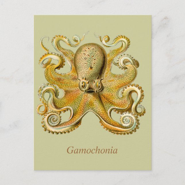 Postal de la vertical de Gamochonia (Anverso)