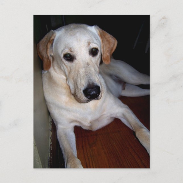 postal de labrador (Anverso)