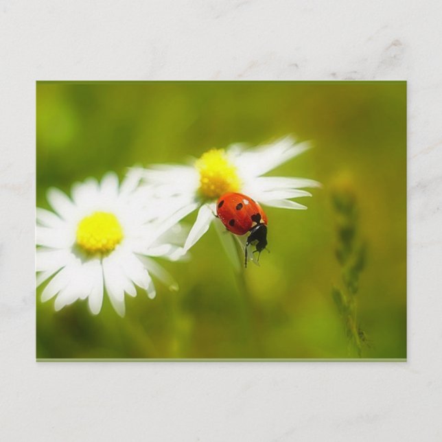 postal de Ladybird (Anverso)