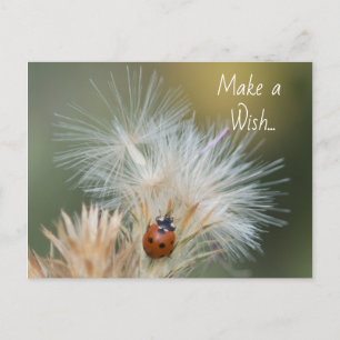 postal de Ladybug Wish