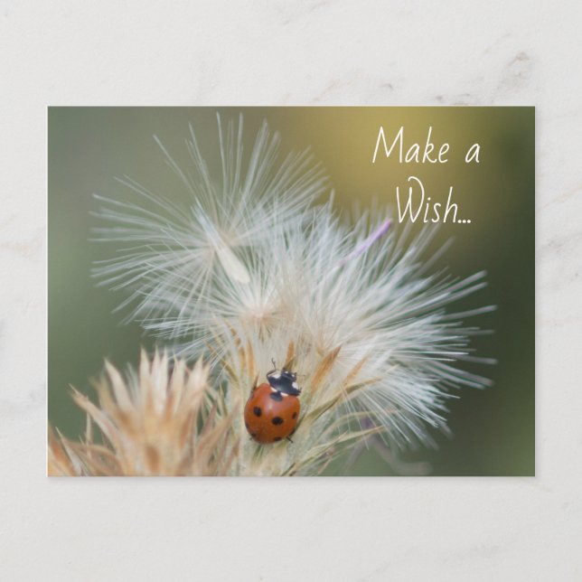 postal de Ladybug Wish (Anverso)