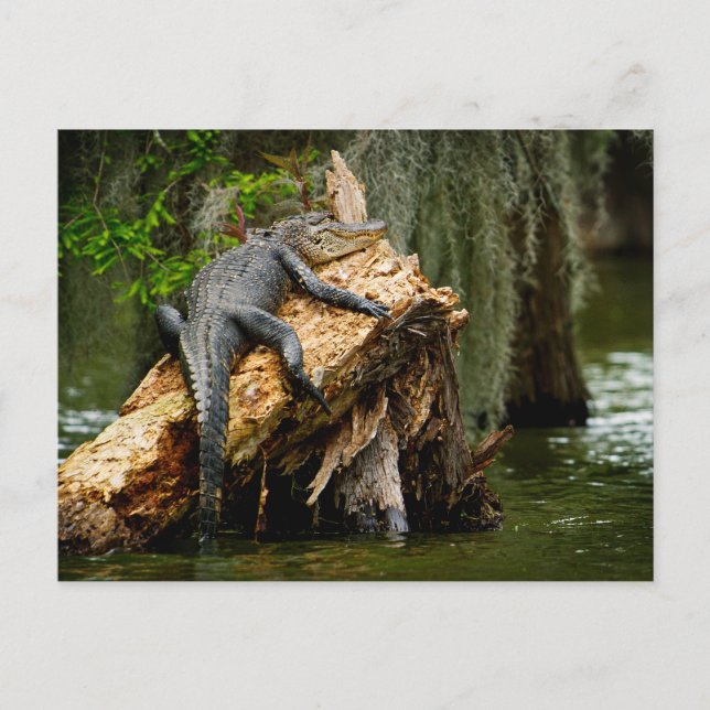 Postal de lagarto de DeGruy (Anverso)