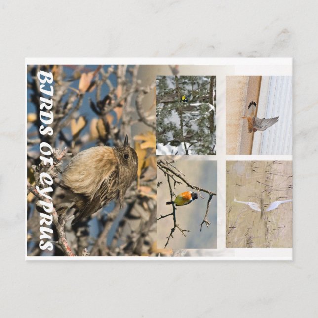 postal de las aves de Chipre (Anverso)
