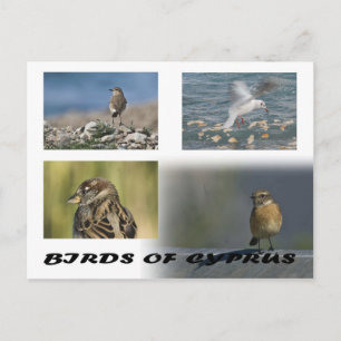 postal de las aves de Chipre